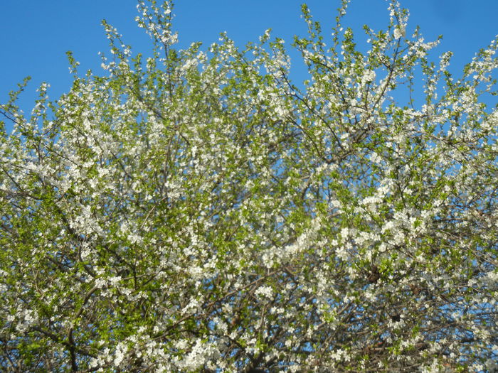 Cherry Plum Blossom (2015, April 11)