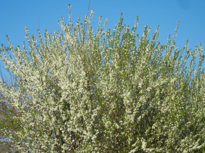 Cherry Plum Blossom (2015, April 11) - Cherry Plum Tree_Corcodus
