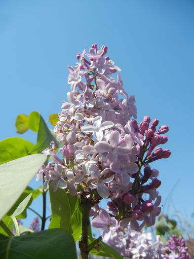 Syringa vulgaris_Lilac (2015, April 25)