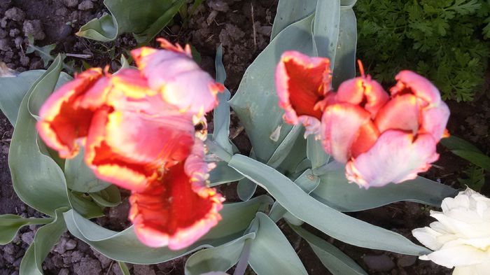 20150430_185301 - 2015 in gradina mea