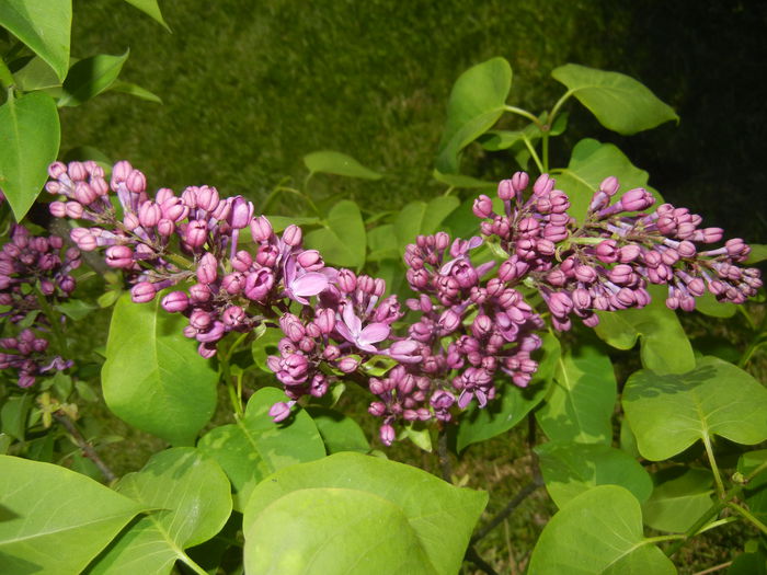 Lilac Ruhm von Horstenstein (`15,Apr.26)