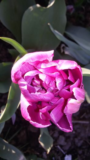 20150430_185429 - 2015 in gradina mea