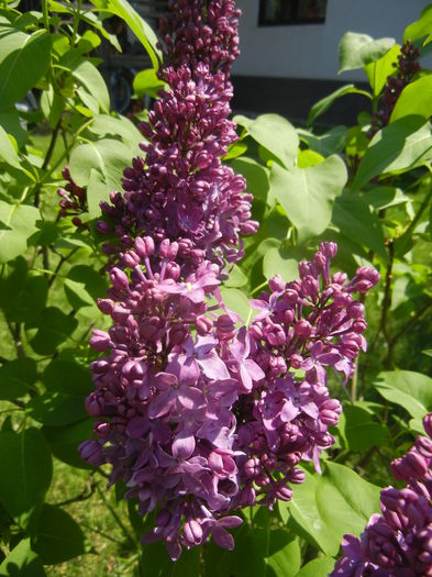 Lilac Ruhm von Horstenstein (`15,Apr.26)