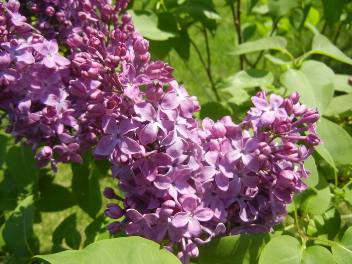 Lilac Ruhm von Horstenstein (`15,Apr.26)