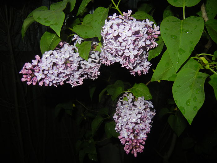 Syringa vulgaris_Lilac (2015, April 27)