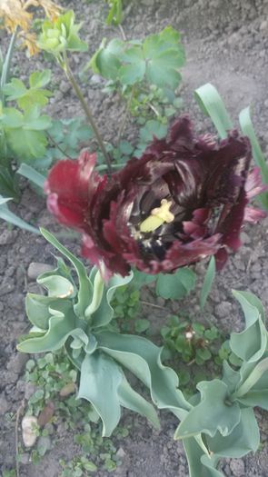20150508_181337 - 2015 in gradina mea
