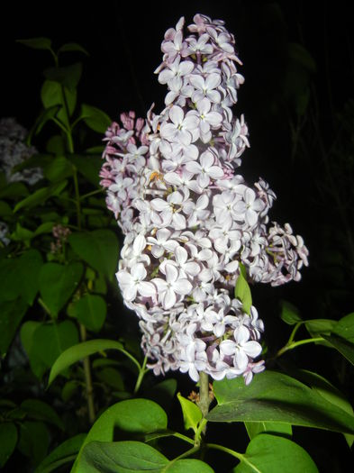 Syringa vulgaris_Lilac (2015, April 27)