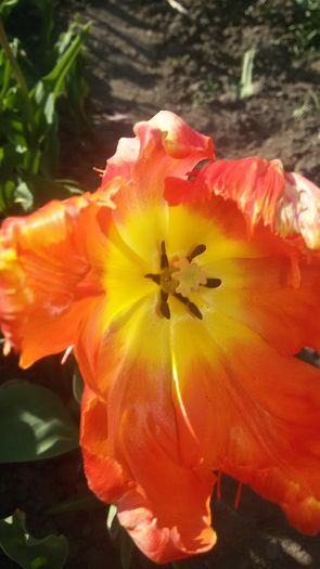 20150508_181502 - 2015 in gradina mea