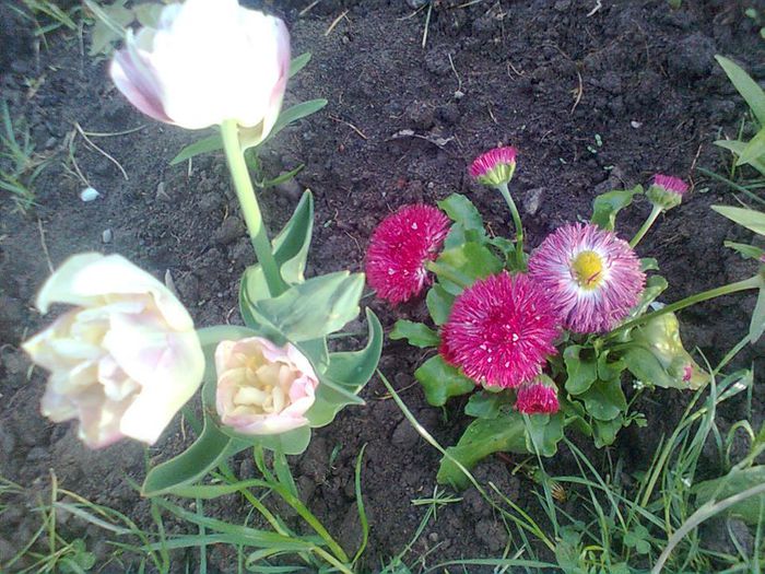  - PRIN GRADINA MEA 2015