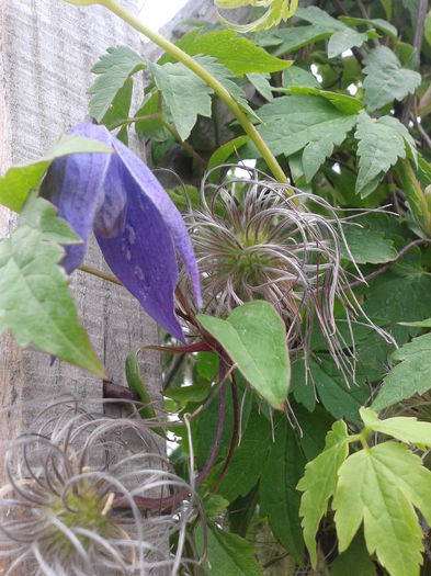 1a - clematis