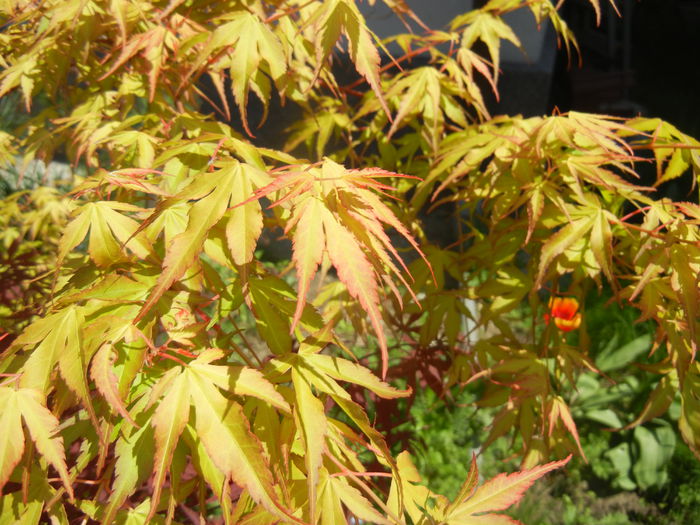 Acer palmatum Katsura (2015, April 25)