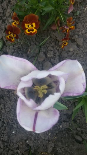 20150508_181732 - 2015 in gradina mea