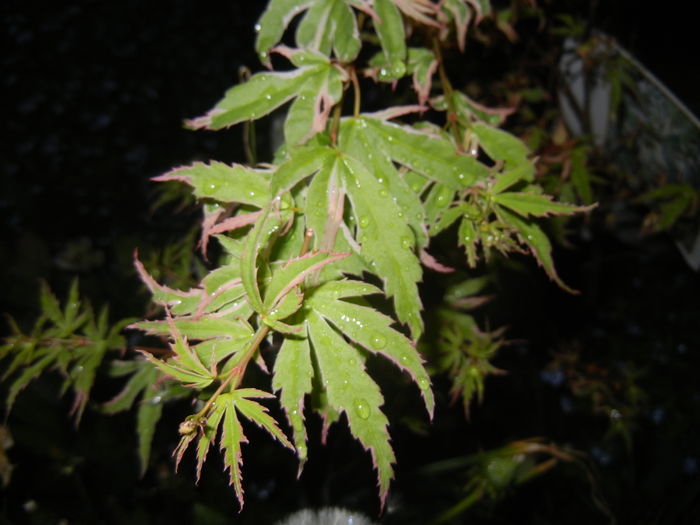 Acer palmatum Butterfly (2015, Apr.27) - Acer palmatum Butterfly