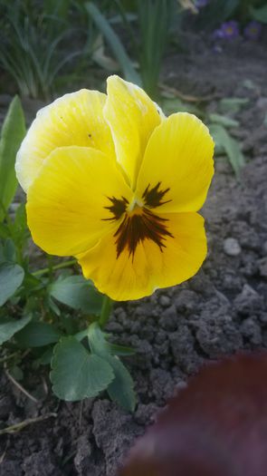 20150508_181724 - 2015 in gradina mea