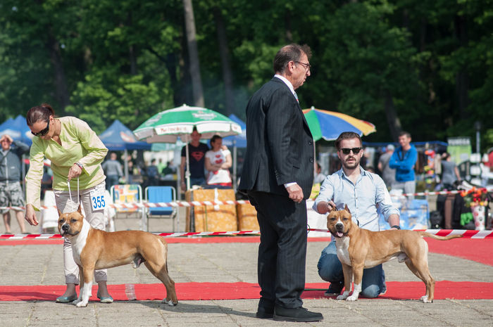 untitled-9504 - American Staffordshire Terrier - JCH Ringmaster Bold Skipper