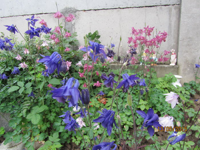 IMG_0111 - Flori de gradina-2015Primavara