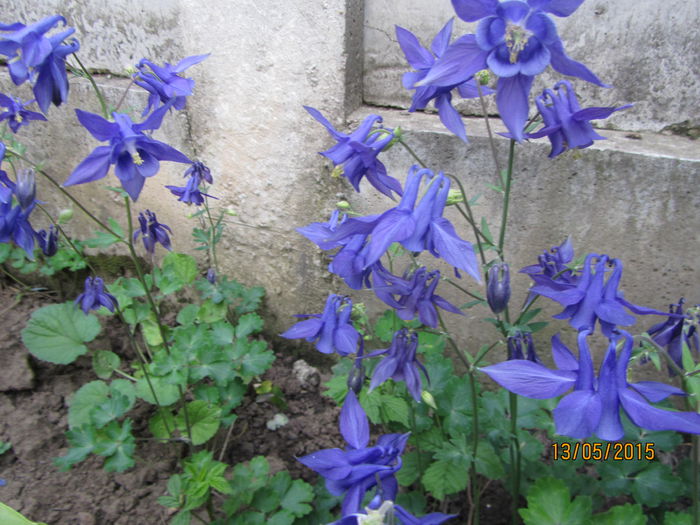 IMG_0114 - Flori de gradina-2015Primavara