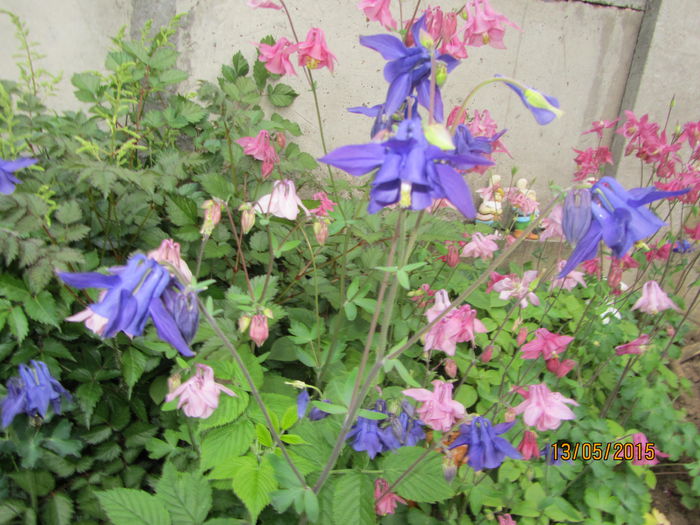 IMG_0115 - Flori de gradina-2015Primavara