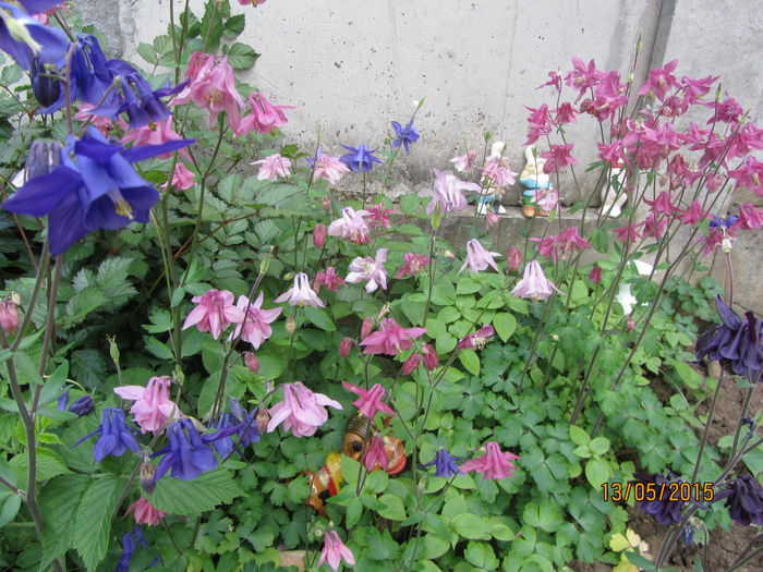 IMG_0116 - Flori de gradina-2015Primavara