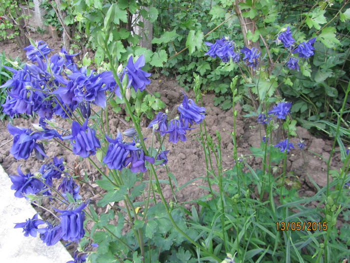 IMG_0138 - Flori de gradina-2015Primavara