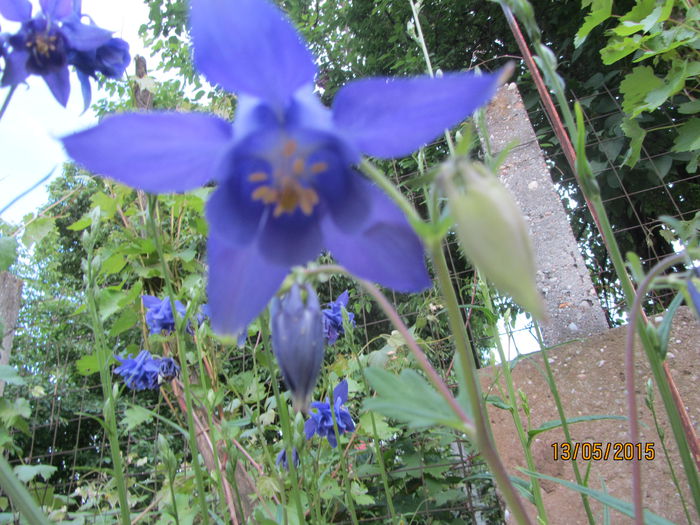 IMG_0142 - Flori de gradina-2015Primavara