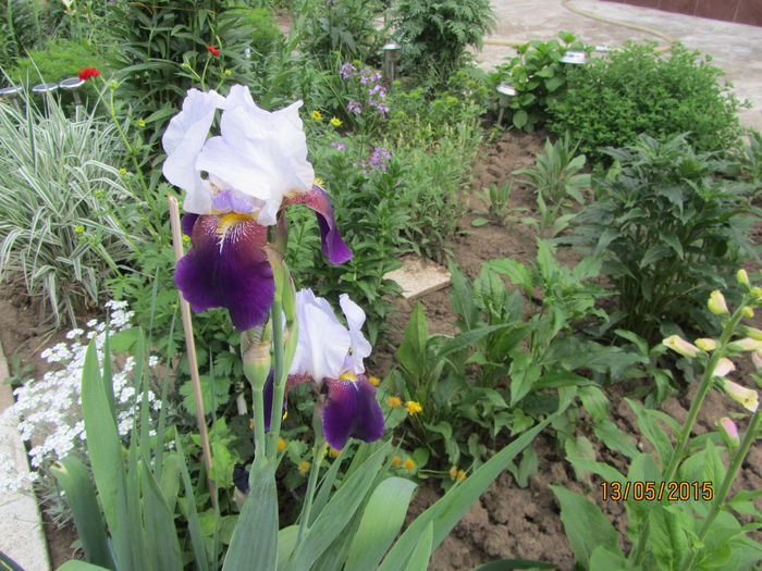 IMG_0120 - Flori de gradina-2015Primavara