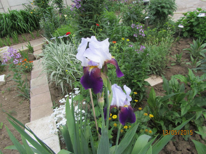 IMG_0128 - Flori de gradina-2015Primavara