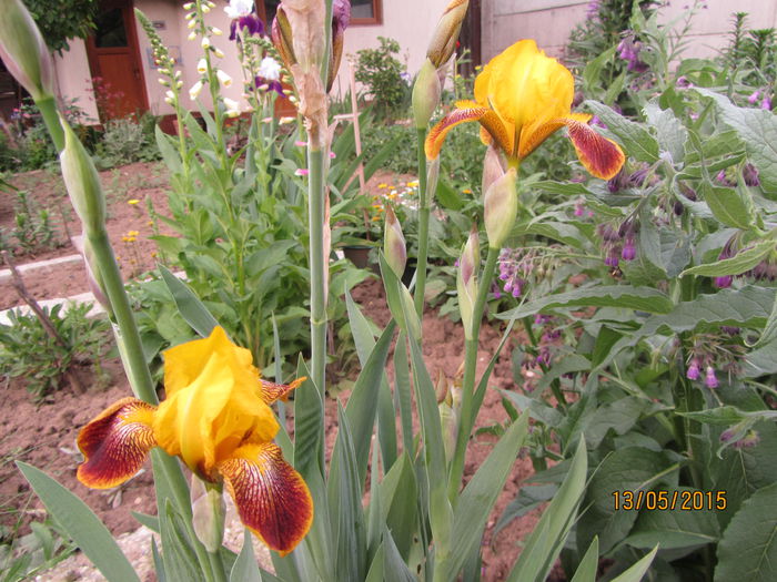 IMG_0130 - Flori de gradina-2015Primavara