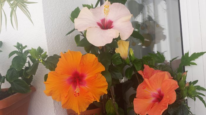 20150515_104418