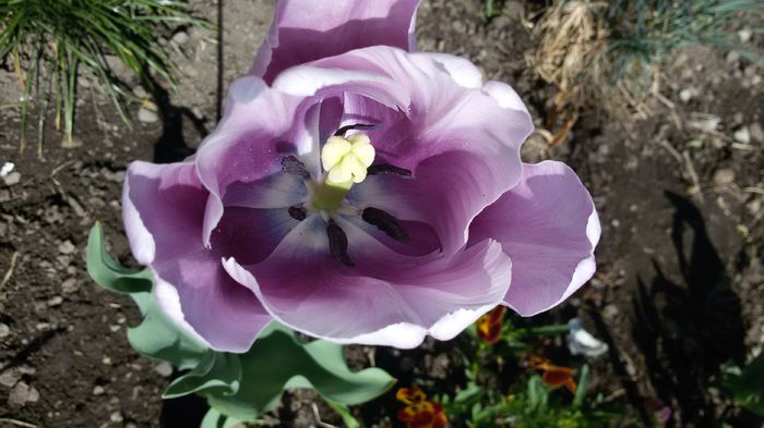 20150515_103757 - 2015 in gradina mea