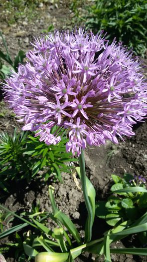 20150515_103811 - 2015 in gradina mea