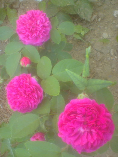 Trandafiri de dulceata Rosa Damascena azi15.05.2015 - Gradina mea