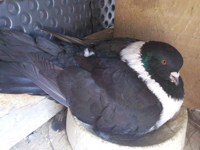 Strasser talie mare - Porumbei pe oua