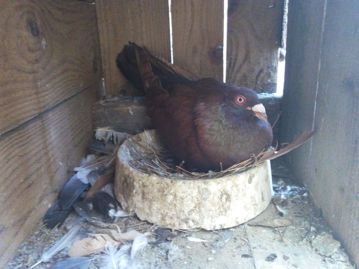 alti Romani - Porumbei pe oua