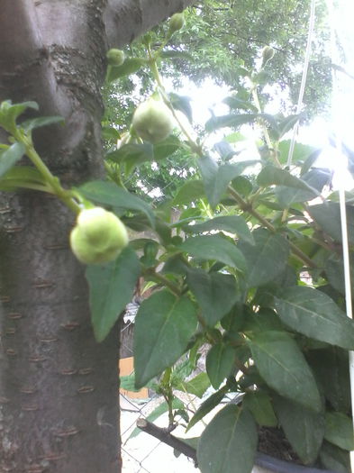 fuchsia roz si alb batut; Abia astept sa infloreasca!
