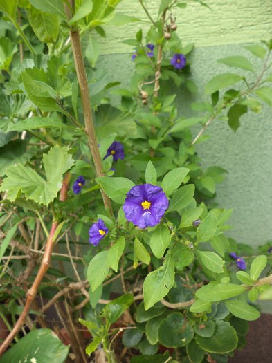 DSC03721 - ANUL 2015