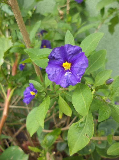 DSC03722 - ANUL 2015