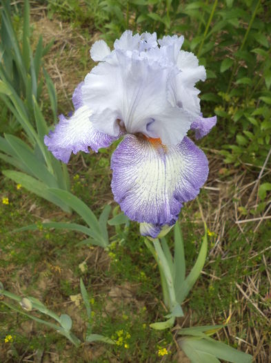 DSC03723 - ANUL 2015