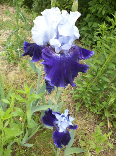 DSC03724 - ANUL 2015