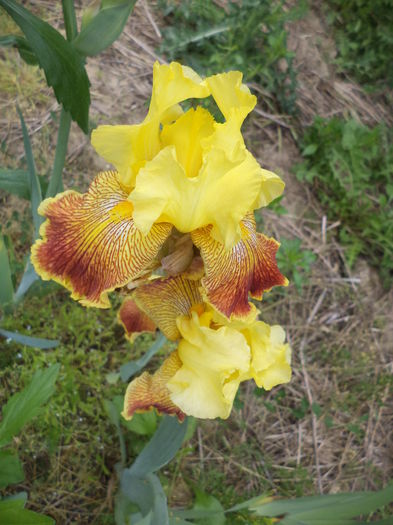 DSC03725 - ANUL 2015