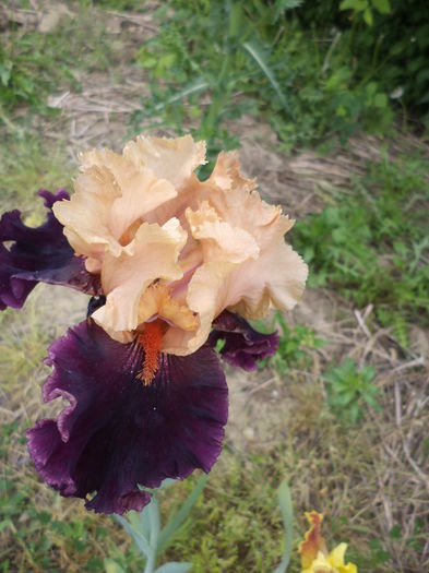 DSC03726 - ANUL 2015