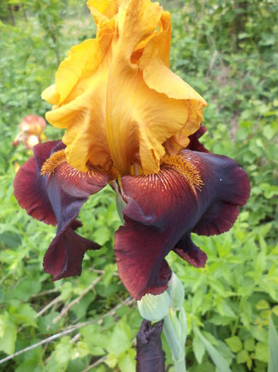 DSC03728 - ANUL 2015