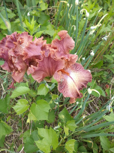 DSC03729 - ANUL 2015