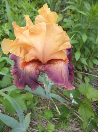 DSC03730 - ANUL 2015