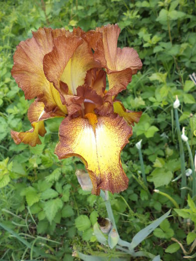 DSC03732 - ANUL 2015