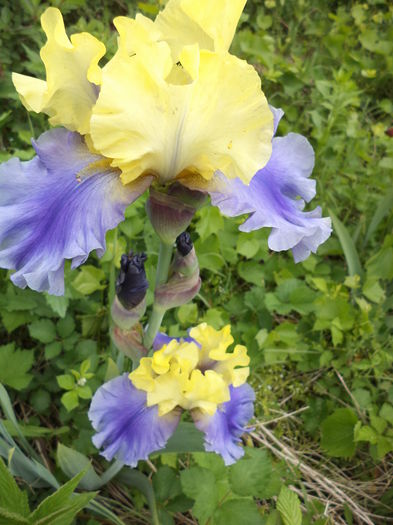 DSC03733 - ANUL 2015