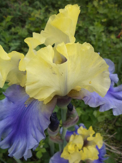 DSC03734 - ANUL 2015