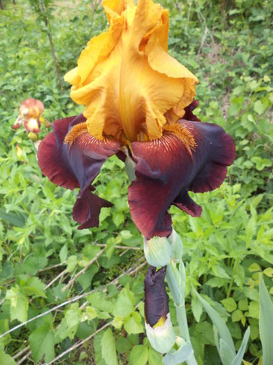 DSC03735 - ANUL 2015