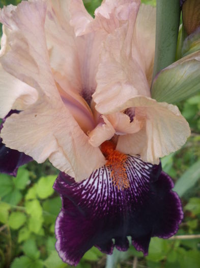 DSC03736 - ANUL 2015