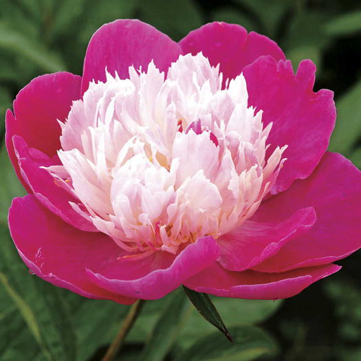 Santa Fe Peony